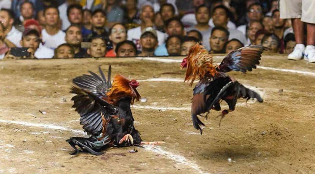 Tìm hiểu về luật đá gà cơ bản như thế nào?